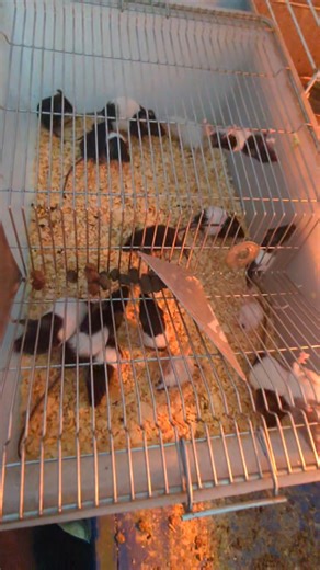 Banded Mice Pinkies, Hoppers, and Small Adults I also have four small rats left. Friends or Food Half of what PetSmart wants. Pell City, Alabama | Daybird Aviaries