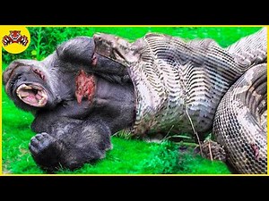 30 Scary Moments When Gorillas Poke Anger And Try To Get Rid Of The Giant Python | Animal Fights