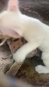¡Itzae, el puma albino nacido en Juigalpa, sigue su desarrollo a pasos agigantados! Aquí lo tenemos disfrutando de un animado juego con uno de sus hermanos. Sin duda, su presencia es una verdadera bendición para Juigalpa. Este hermoso felino es un tesoro local que nos llena de orgullo. Sigamos cuidando y protegiendo nuestra rica biodiversidad. 🐾🌿🌟 #AMORANICARAGUA 🎥 Rosalinda Martinez. | Alcaldía de Juigalpa