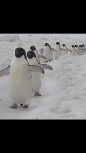 Penguin highway | SeriousGossiper