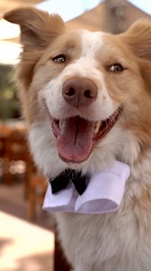 Launching April 1st ✨The long awaited 5 star Doggy Tasting Menu ~ exclusively created by Chef Fid Canis is here. Dishes like bone marrow broth topped with caviar and truffle infused salmon ice cream are sure to marvel your dogs tastebuds. 🐶🥩 ✨Treat your dog like they truly deserve to be treated.✨ | Reform Social & Grill Dubai