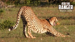 Cheetah coalition rests together on Mara Zebra Plains