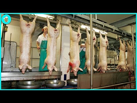 Smart Pig Transport, Breeding and Breeding Technology - Automatic Dissecting Processing