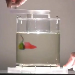 🌽 A visual demonstration of Stokes' Law in corn syrup Stokes' Law, named after George Gabriel Stokes, describes the relationship between the frictional force of a ball moving in a fluid and other quantities (like the radius of a particle, the speed of a particle). If a ball or body moves in a liquid, it must overcome the force of friction. | Physics is Fun 2