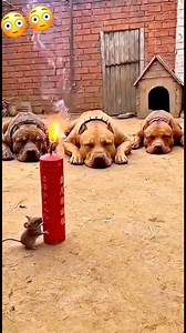 308K views · 4.5K reactions | Let's celebrate Christmas #lol #creatorsearchinsights #fypシ゚viralシfypシ゚viralシalシ #fypreelsシ゚viralシ #comedy #comedia #fyp #OMG #lol #LOLAnimals #LOLmoments | Mc Prof Comedy | Facebook