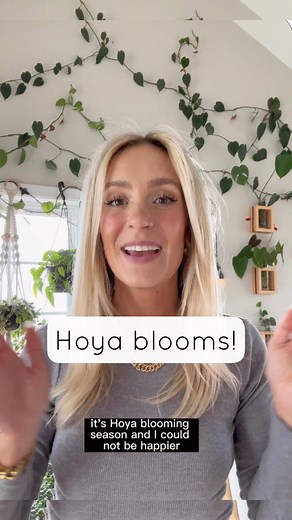 29K views · 26 reactions | Share this video with a Hoya lover! 﫶 All of my Hoya are right in the windows or under grow lights. I use foliage pro (comment ‘fertilizer’ for the link) every time I water. I don’t use orchid spray — if you’re using a complete fertilizer in the soil there’s no need for it. Hoyas will bloom in time with maturity and good care. I water most of these when 2/3-completely bone dry. | House + Plant | Facebook