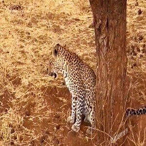 4.9K views · 13 reactions | Leopard vio una cebra. | Taniya Wilcox | Facebook