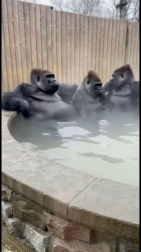 Gorilla Farts Underwater and Instantly Regrets It 😂 | Viral Zoo Short