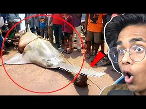 10 Most Unique and Dangerous Fish