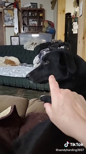 Sandy Harding (@sandyharding3937)’s videos with original sound - Sandy Harding