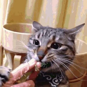 3.1K views · 502 reactions | :v | GIFs | Facebook