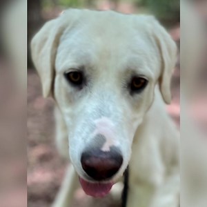 2.5K views · 130 reactions | Check out some of the beautiful faces of Franklin County Humane Society! #fchsrocks | Franklin County Humane Society Planned Pethood & Adoption Center | Facebook