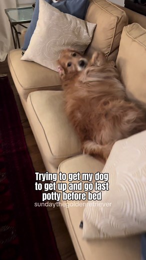 Golden Retriever Night Time Potty Training Tips