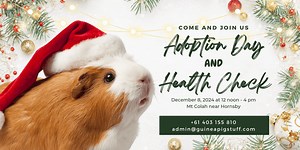 On December 8th from 12:00 noon to 4 pm we have adoptions and health checks. Please email us if you would like an appointment time. See you there! ☺️ | Cavy Central Guinea Pig Rescue ( ACS Sydney)