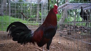 1K views · 147 reactions | Blueband Kelso | Twin Brothers Gamefarm | Facebook