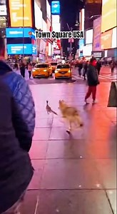 Road Runner & Coyote Go Wild in the Town Square 😂 #usa