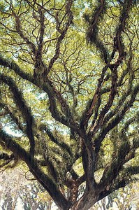 Branches of giant rain tree, Chamchuri or monkey pod tree. Magical...