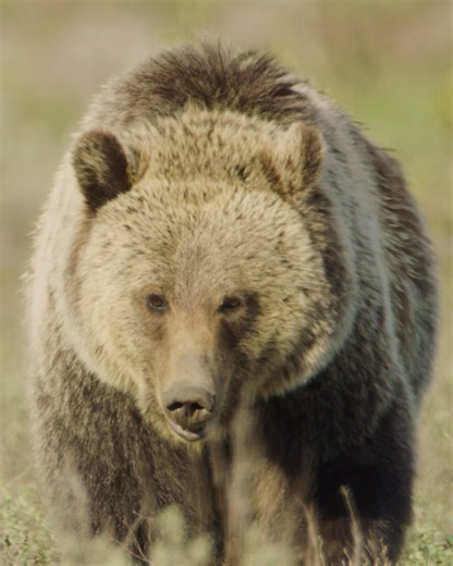 8.1K views · 237 reactions | On the hunt for a meal after a winter-long nap. | Jackson Hole Mountain Resort | Facebook