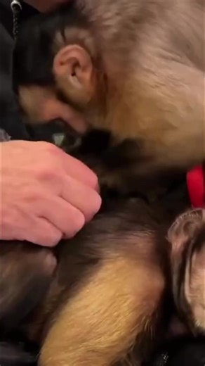 Capuchin monkey grooming his big Brother #monkey #grooming #cute #family | MonkeyBoo