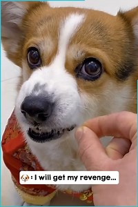 133K views · 361 reactions | Corgi Goes Mad After He Realises He's Being Fed Invisible Treats | Hi-tech Gadgets | Facebook