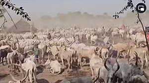A cattle camp in Lakes State Cattle provide everything for the Dinka and are believed to be their link to God. During the dry season, the Dinka regularly move camp in search of pasture and water. 📷: MC Anyarjur | BEE TV