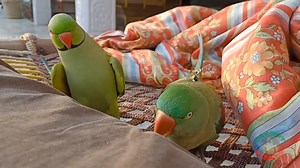 14K views · 711 reactions | Indian Ringneck Parrot Feeding Alexandrine Parrot | Parrot Paradise | Facebook