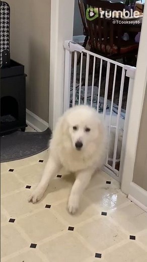 Instant karma: Big doggy gets stuck squeezing through cat door