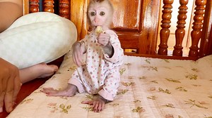 1.2K views · 32 reactions | Baby DORN Eating Banana So Delicate | Pigtail Monkey Daily | Facebook