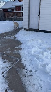 Bed & Biscuit Pet Lodging on Reels