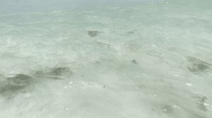 Légende (légende Éditorial) : Crescent Beach, : vidéo de stock (100 % libre de droit) 3906430905 | Shutterstock