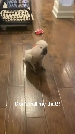 Funny Cockatoo Reactions on the Ranch