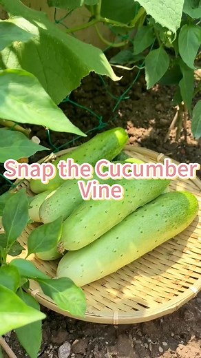 Snap the cucumber vine #cucumber #cucumberplanting #plant #vegetable #agriculture #vegetableplanting #plantingtips | Seed To Harvest