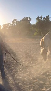 43K views · 499 reactions | A little behind the scenes from tonight’s photo shoot with our good mate, the one and only Warwick Schiller's Attuned Horsemanship and his beautiful wife Robyn Schiller. #libertyhorse #FortheLoveofLiberty #horses #JourneyOn #yougothis #cowgirl | Double Dan Horsemanship | Facebook