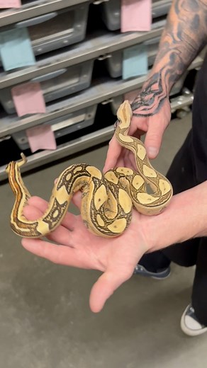 Bold 🤍🖤 Fire IMG Laby het VPI #snakecountry #labyboa #labyrinthboa #firevpi #firelabyrinth #boabreeder #boabreeding #boaconstrictor #boaconstrictors #vpiimg #vpiimgboa #vpiimgfire #imglaby #imglabyrinth #imglabyrinthboa #labyboas #labyboaconstrictor #imgboa #imgboas #imgboaconstrictor #imgvpi #imgvpiboa | Greg Cruikshank