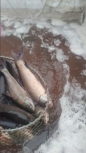 fish farming 🐠🐟#shortsviral #likesharesubscribe #aquariumfishmarket