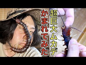 Get bitten and find out! What happens if you get bitten by the world's largest centipede, the Per...