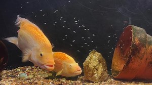 12K views · 587 reactions | Another Dovii and fry video. | Aquamojo | Facebook