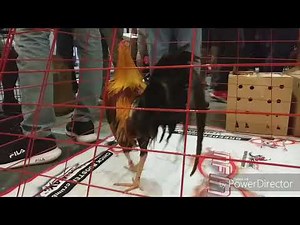 2019 WORLD GAMEFOWL EXPO (Day 1 Part 4)