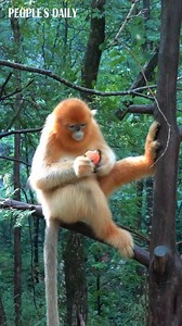 2.7K views · 124 reactions | A golden snub-nosed monkey sits comfortably as it bites on a piece of apple at Foping Panda Valley in northwest China's Shaanxi Province. #biodiversity | VideoChina | Facebook