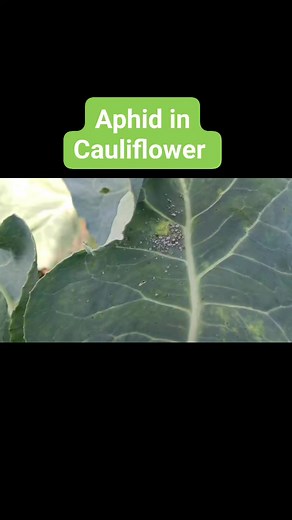3.1K views · 61 reactions | #Aphid# #Aphid Cauliflower one of the most destructive pest and sucking the sap of plant. Remove and destroy infested plants in the field early. Spray detergent/ soap or pesticides chlorpyrifos @1 ml per litre of water or spray Dimethoiate (Roger) Or Quinalphose (Equlux) @ 150 ml/ 100 litre of water (1.5 ml / litre of water) | Agriculture Activities | Facebook