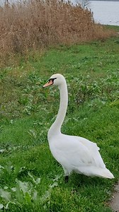 1.9K views · 57 reactions | Uluitor! Dacă vreți să vă încărcați sufletul de sentimente cu-adevărat benefice, urmăriți aceste imagini uluitoar de suave! | Ionica Ghinea | Facebook