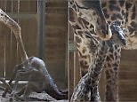 Baby giraffe struggles to take first steps as mama 'helps' him