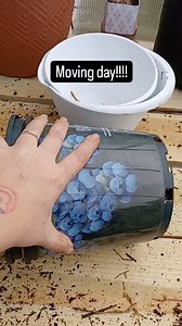 Blueberry blues no more!!🫐🎶 PikaMom's giving her berry babes a luxary upgrade with comfy 3-Gallon Smart Pots! Forget BPA blues, these Pots are blueberry-friendly and the preferred growing container of commercial farms like Owasso Christmas Tree and Berry Farm (they're growing hundreds of berry beauties on 4 acres, all Smart Pot-Powered). Jess (@crookedmonhstead) says it all: "These pots breathe, drink, and flex with my plants – it's like a five-star hotel for my berries!" Plus, Smart Pots main