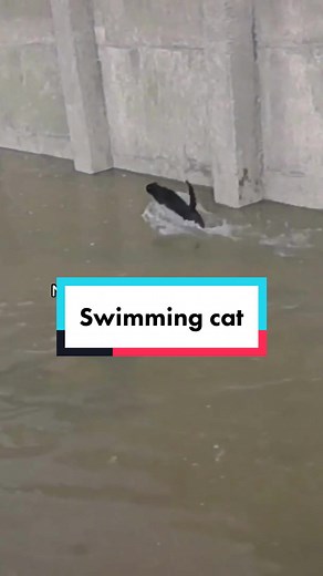 Cat Rescue: Safe and Sound Water Adventure