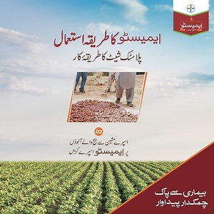 154K views · 556 reactions | آلو کی معیاری اور بھرپور پیداوار کے لیئے فصل کو چتری (رائزوکٹونیا سولانی) سے محفوظ رکھنا ضروری ہے. اس کے لئے بیج کو ایمیسٹو لگا کر کاشت کریں. بیج پر ایمیسٹو کو دو طریقوں سے لگایا جاتا ہے. آیئے دیکھتے ہیں ایمیسٹو کا پہلا طریقہ استعمال. | Bayer Pakistan - Crop Science | Facebook