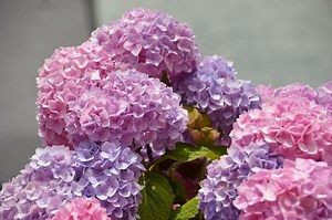 Quels arbustes pour une haie fleurie ?