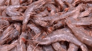 Arrière-Plan Crevette Crue, Photo À Coulisse : vidéo de stock (100 % libre de droit) 3841645511 | Shutterstock