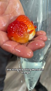 Ranchu Goldfish Update: Growing Out Remaining Juveniles