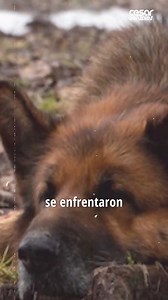 4.2K views · 48 reactions | Comisario rex el motivo por el cual fue cancelada la famosa serie de los 90 #tvshow #tvseries #trending #viralvideo #Noticias #90s #retro #Movies | César González | Facebook