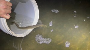 Check out this American Eel swimming back to its preferred habitat during some night sampling earlier this week near the coast. It's pretty impressive how easily they can wriggle their bodies into the smallest crevices! #texasriversandstreams #americaneel #texasfish #nativefish | Texas Rivers & Streams - Texas Parks and Wildlife